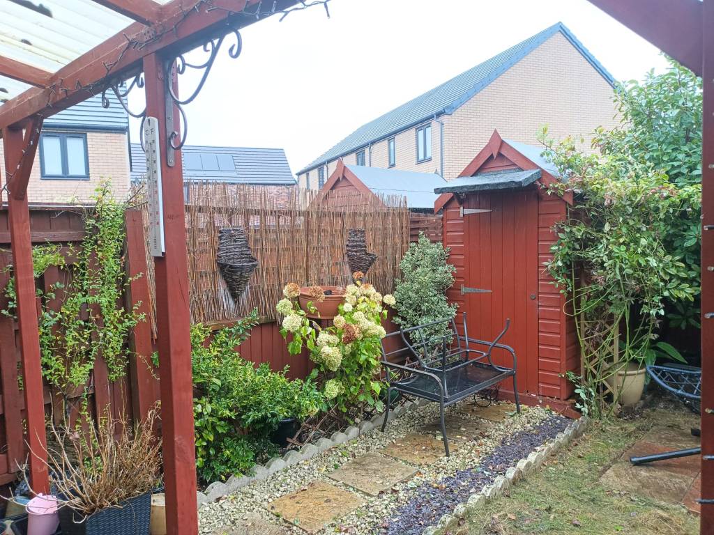 Climbing roses untangled and pruned in Norfolk garden