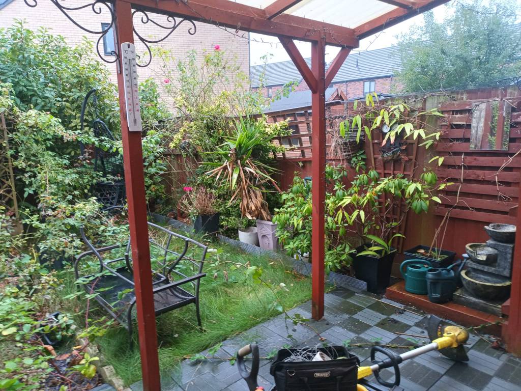 Overgrown courtyard garden before clearance in West Norfolk