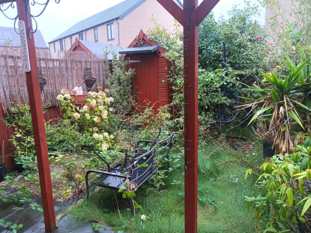 Overgrown courtyard garden before clearance in West Norfolk