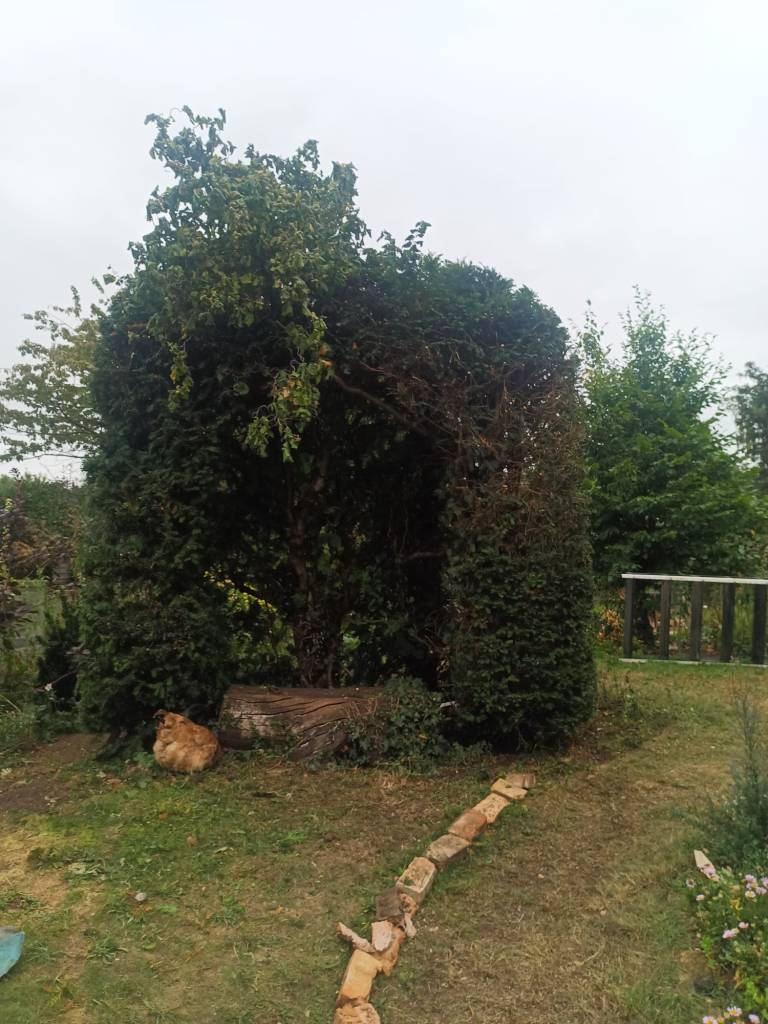 A sharply cut yew archway near Downham Market after professional pruning and training.
